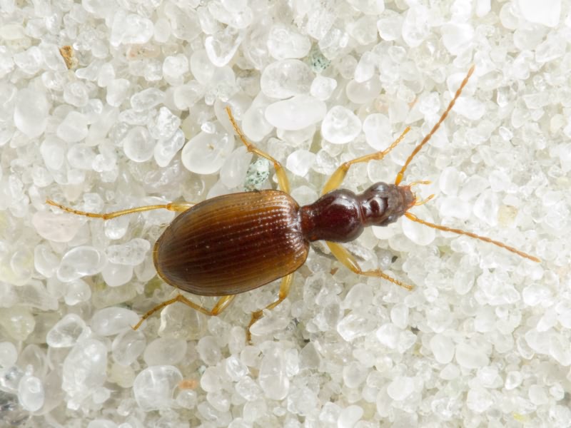 Oxypselaphus obscurus (Herbst, 1784)